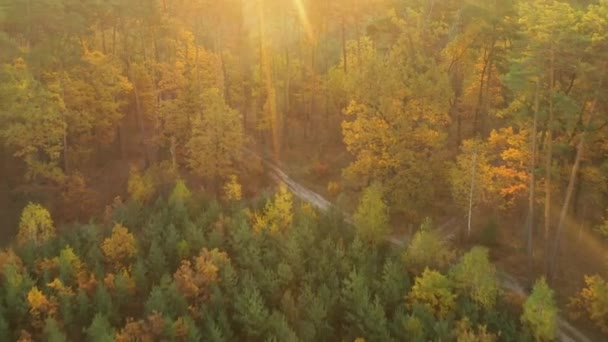 Hermosos árboles de otoño, rojo amarillo y verde. Vuelo lento del dron sobre el bosque otoñal . — Vídeo de stock