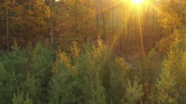 Güzel sonbahar ağaçları, kırmızı sarı ve yeşil. Sonbahar ormanlarında İHA 'nın yavaş uçuşu.
