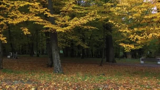 Gyönyörű őszi fák, piros sárga és zöld. A drón lassú repülése az őszi erdőben. — Stock videók