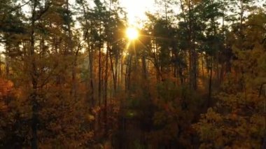 4K ormanın içinden uçuyor. Yavaşça sakin video görüntüsü hareket ediyor.