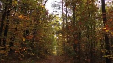 4K ormanın içinden uçuyor. Yavaşça sakin video görüntüsü hareket ediyor.