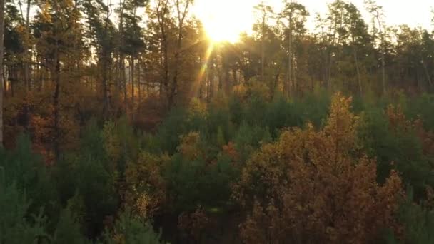 4k Voando pela floresta. Lentamente calma vídeo tiro em movimento . — Vídeo de Stock