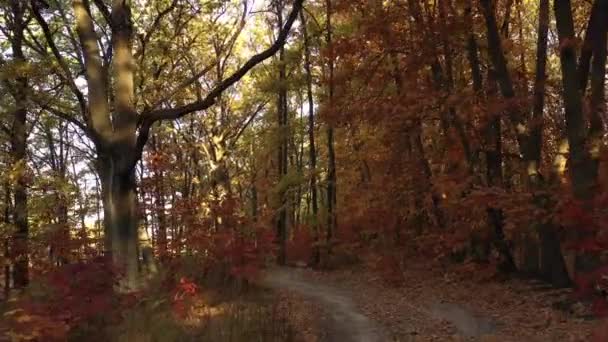 4k Voando pela floresta. Lentamente calma vídeo tiro em movimento . — Vídeo de Stock