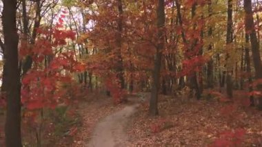 4K ormanın içinden uçuyor. Yavaşça sakin video görüntüsü hareket ediyor.