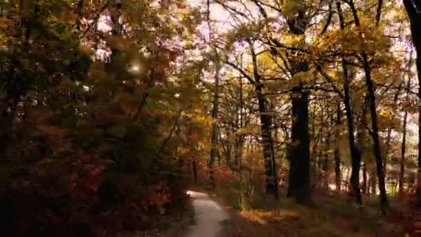 4k Voler à travers la forêt. Lentement calme prise de vue vidéo en mouvement . — Video