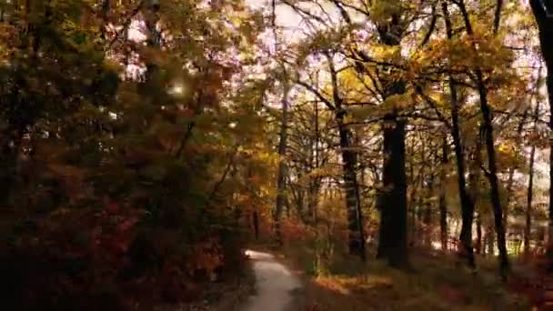 4k Volare attraverso la foresta. Lentamente calmo video girato in movimento . — Video Stock