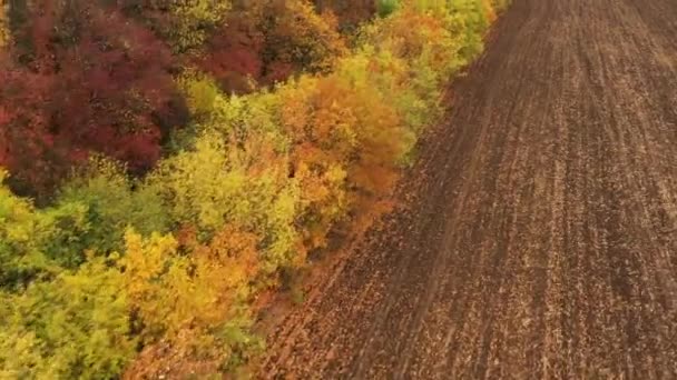 Belas árvores de outono, vermelho amarelo e verde. Voo lento de drone sobre a floresta de outono . — Vídeo de Stock
