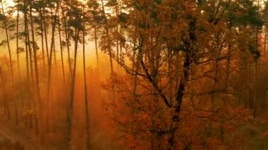 Şafakta sonbahar ormanında uçan yavaş bir dron. Güneş ışınları sislerin arasından yol alır..