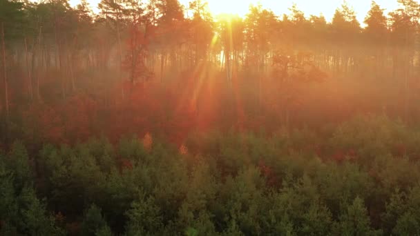 Pomalý dron letí v podzimním lese za úsvitu. Sluneční paprsky se prodírají mlhou. — Stock video