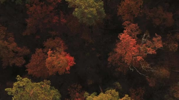 Drone lent volant dans la forêt d'automne à l'aube. Les rayons du soleil se fraient un chemin à travers le brouillard . — Video