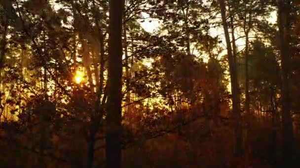 Drone lent volant dans la forêt d'automne à l'aube. Les rayons du soleil se fraient un chemin à travers le brouillard . — Video