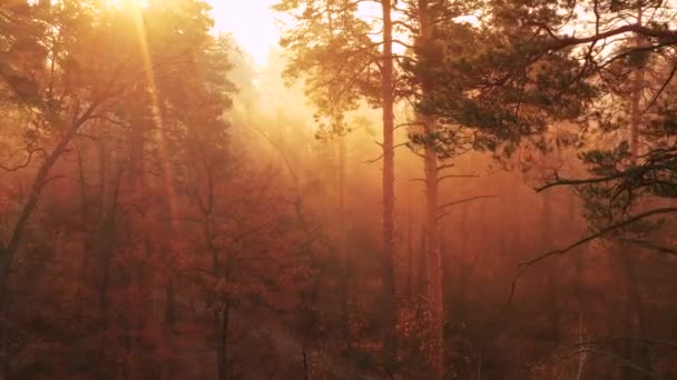 夜明けに秋の森の中を飛行する遅い無人機。太陽の光が霧の中を進む. — ストック動画