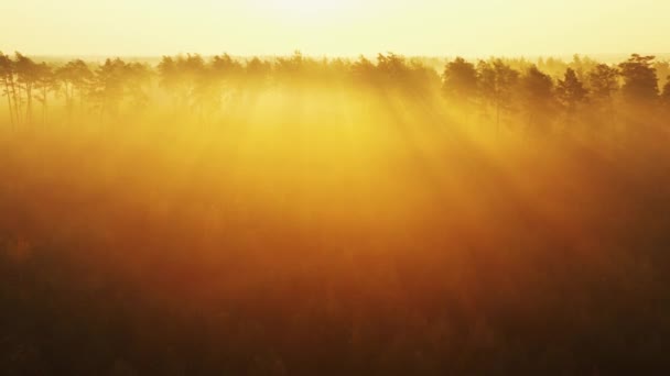 Drone lent volant dans la forêt d'automne à l'aube. Les rayons du soleil se fraient un chemin à travers le brouillard . — Video