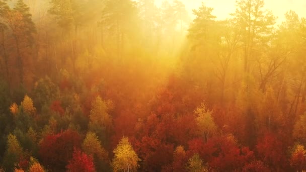 Drone lento volando en el bosque de otoño al amanecer. Los rayos del sol hacen su camino a través de la niebla . — Vídeo de stock