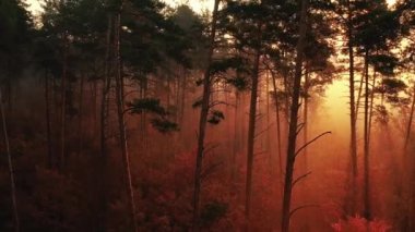 Şafakta sonbahar ormanında uçan yavaş bir dron. Güneş ışınları sislerin arasından yol alır..