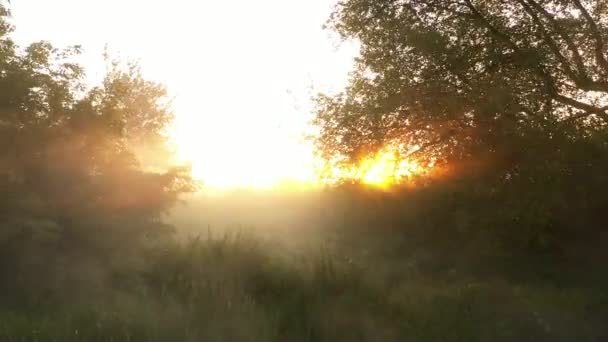 En drönare som flyger över en sommar suddig skog tidigt på morgonen. Solens strålar skär genom dimman. — Stockvideo