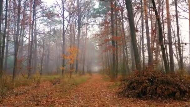 Langzame drone vliegt in het herfstbos bij zonsopgang. De zonnestralen gaan door de mist heen.. — Stockvideo