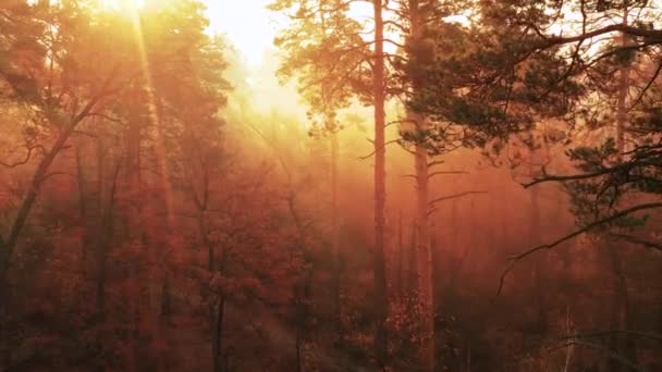黎明时分，缓慢的无人机在秋天的森林中飞行。 阳光在浓雾中闪烁着. — 图库视频影像