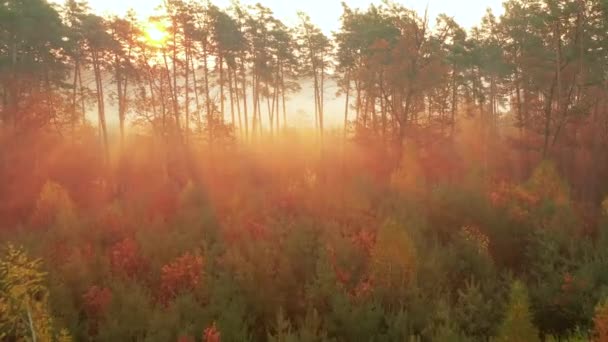 Langsamer Drohnenflug im herbstlichen Wald im Morgengrauen. die Sonnenstrahlen bahnen sich ihren Weg durch den Nebel. — Stockvideo