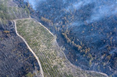 Ukrayna 'nın Zhytomyr bölgesindeki büyük yangınların havadan görüntüsü. Ormanın geniş alanları orman yangınları ve yanan bezelyelerle kaplıdır. Hava görünümü.