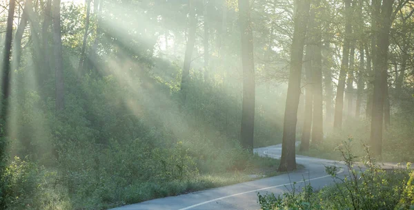 Wonderful morning mystical landscape. The sun\'s rays in the summer morning forest break through the fog, illuminating the paved path. An ideal place for a cancer run and outdoor fitness.