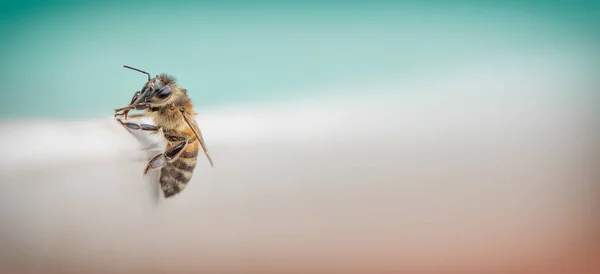 Primer Plano Abeja Mojada Una Superficie Mármol Después Lluvia Con —  Fotos de Stock