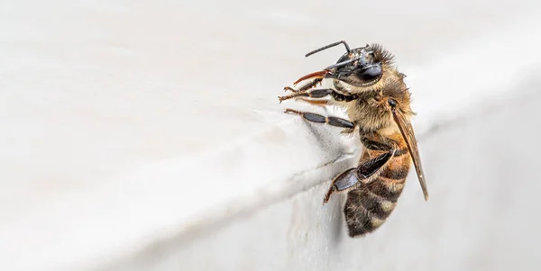 Close Wet Bee Marble Surface Rain Space Text — Stock Photo, Image