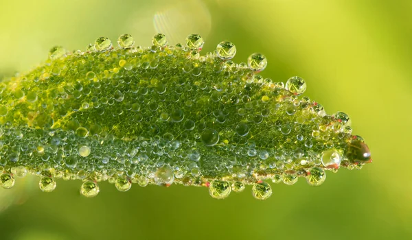Zielone Naturalne Świeże Tło Duże Krople Rosy Świeżej Zielonej Trawie — Zdjęcie stockowe