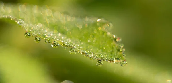 Fundo Fresco Natural Verde Grandes Gotas Orvalho Grama Verde Fresca — Fotografia de Stock