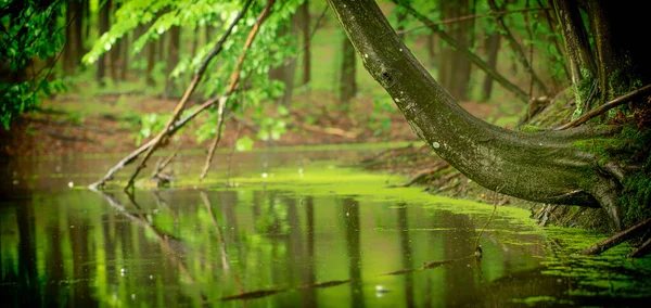 Rivière calme et large dans une forêt mystique. — Photo