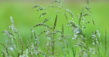 Çiy damlalarında taze yeşil çimenler.