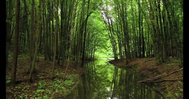 Kalme brede rivier in een mystiek bos. — Stockvideo