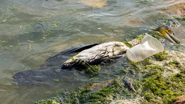 Plastic littering of the ocean leads to the death of animals, including platypus. Dead seagull in dirty water.