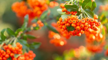 Bir dalın üzerinde taze, olgun sarı kızılcık çilekleri olan bir dal. Sorbus halk tıbbında kullanılan tıbbi bir bitkidir..