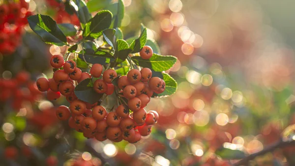 Rama Con Bayas Frescas Rowan Amarillo Maduras Una Rama Sorbus — Foto de Stock