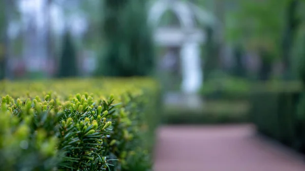 Närbild Vattendroppe Tees Blad Närbild — Stockfoto