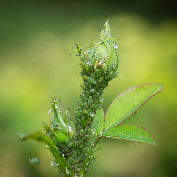 Маленькая Тля Зеленом Листе Открытым Небом — стоковое фото
