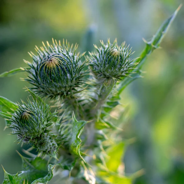 Arctium Lappa Flower Weed Plant Which Used Medicine Cosmetics — Stock Photo, Image