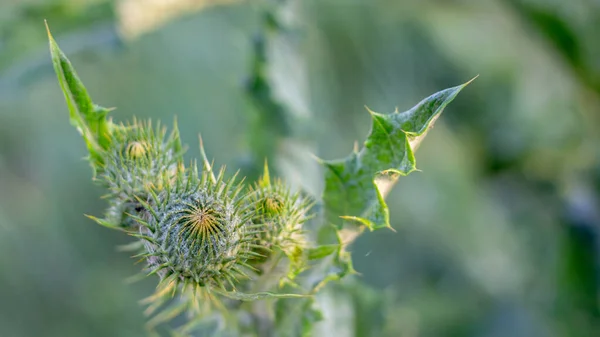 Arctium Lappa Flower Weed Plant Which Used Medicine Cosmetics — Stock Photo, Image