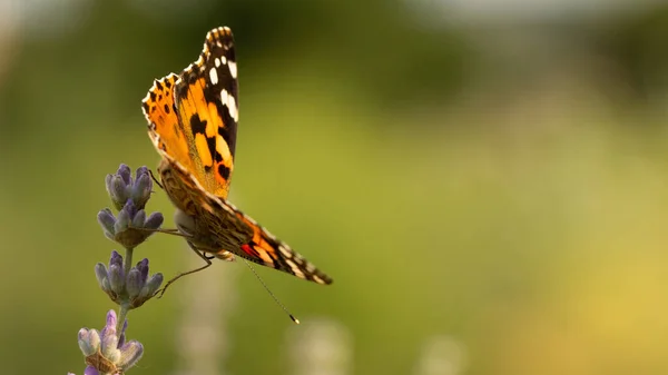 Hermosa Mariposa Amarilla Sentada Una Rama Lavanda — Foto de Stock