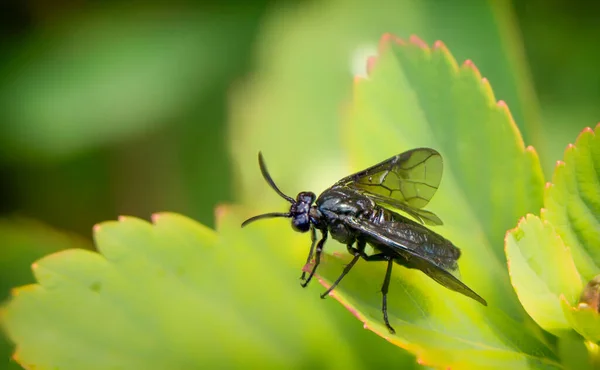 Eine Fliege Auf Einem Zweig Einer Pflanze Nahaufnahme Hohe Detailtreue — Stockfoto