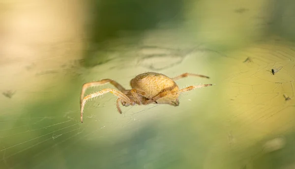 Pavučině Sedí Vzácný Zahradní Pavouk Velký Plán Zeleném Pozadí — Stock fotografie