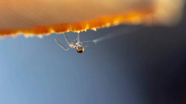 Scarce Garden Spider Sits Web Big Plan Green Background — Stock Photo, Image