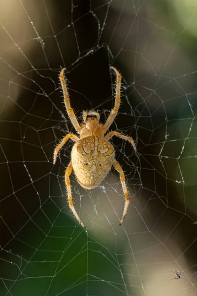 A scarce garden spider sits on a web, a big plan on a green background.