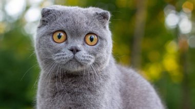 Yeşil bitkilerin arka planında, parktaki kesik kulaklı kedi, portreyi kapat.