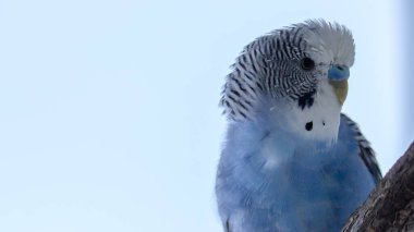 Mavi dalgalı bir papağan kafese yakın oturuyor.