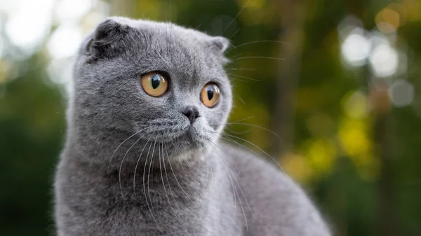 Lop Örat Katt Parken Bakgrund Grön Vegetation Porträtt Nära Håll — Stockfoto