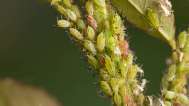Gül sapında yeşil yaprak biti, hastalık yayan bir bahçe haşeresi..