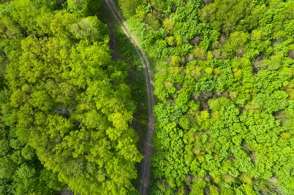穿过落叶夏季森林的土路 — 图库照片
