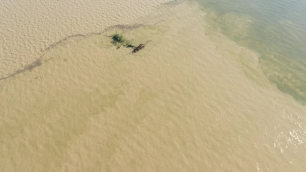 Un albero sradicato dal tempo galleggia sul fiume — Video Stock